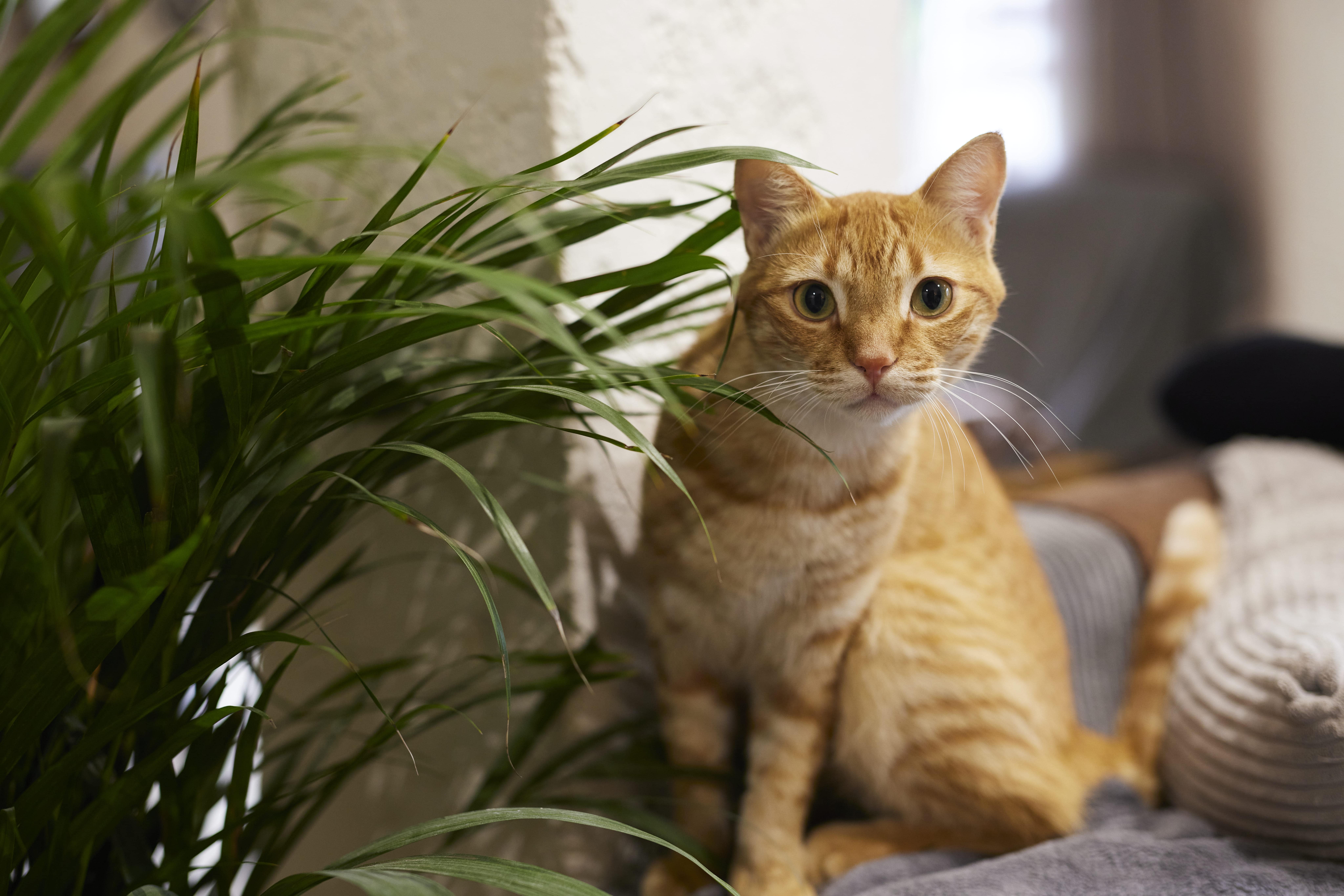 Cat diarrhea article.jpg