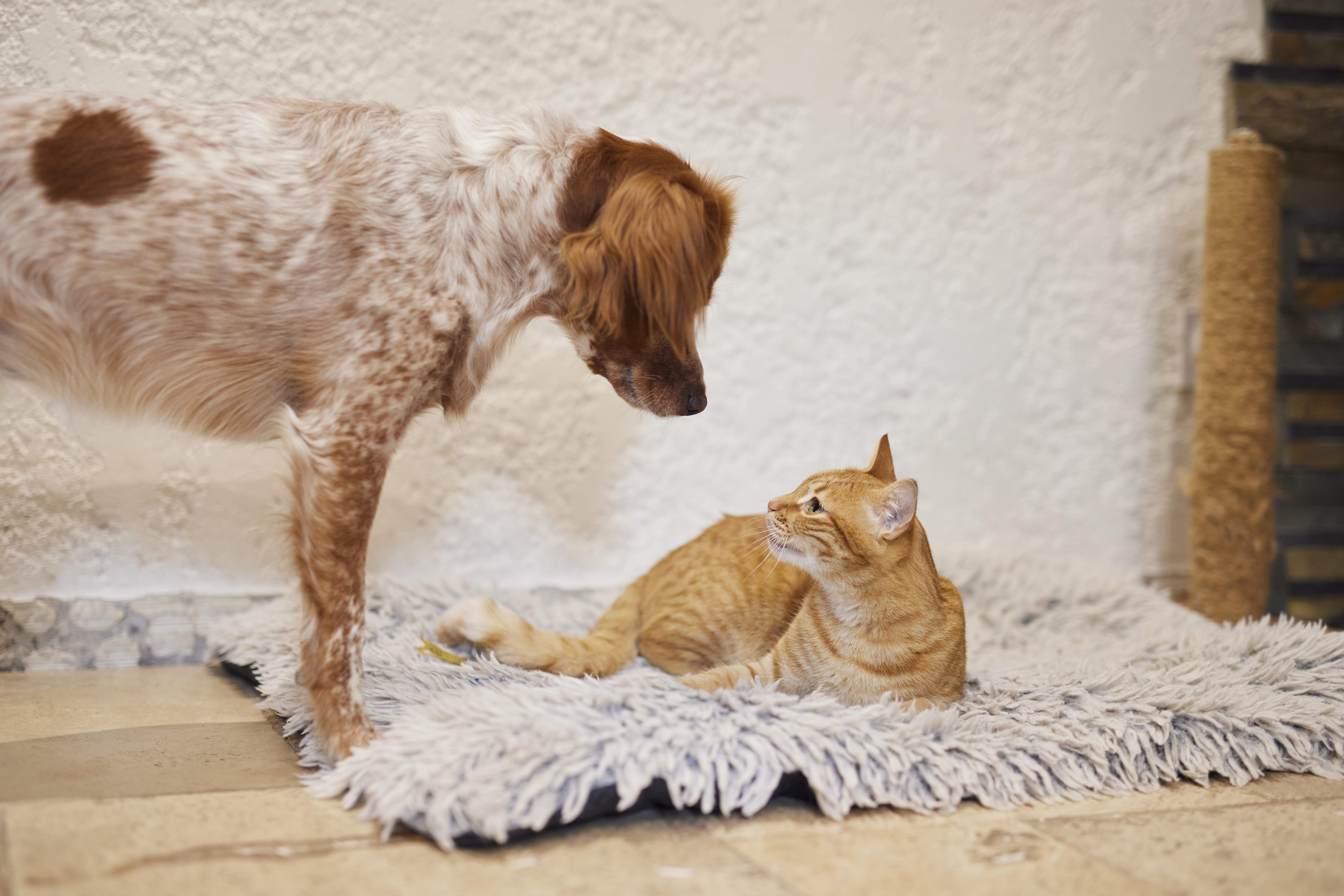 Dog diarrhea article.jpg