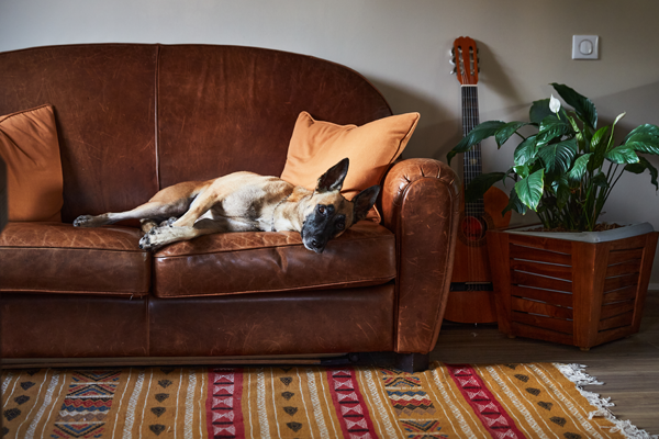 signes-troubles-articulaires-chien.jfif