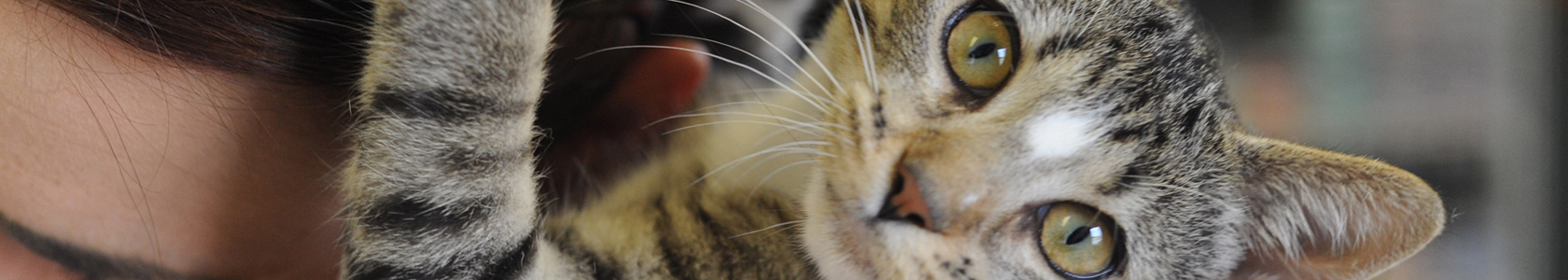 Stress du chat - Comment apaiser et soigner un chat stressé