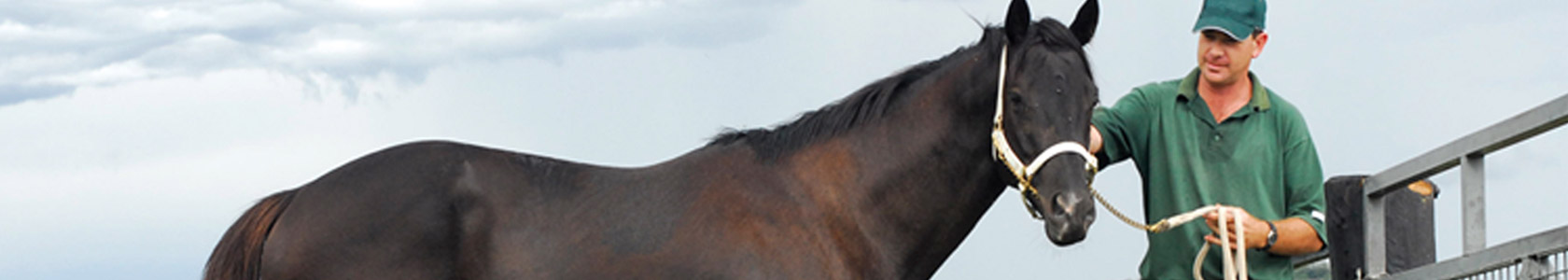 Les Coliques: types de coliques, symptômes et traitement - Equine Nutrition