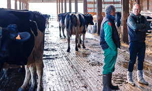 Longworminfectie, een parasitaire en ademhalingsziekte bij rundvee