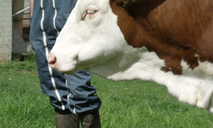 Fasciola hepatica: hoe leverbot bestrijden?