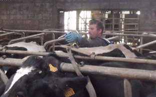 Hoe bestrijd je vliegen in de veeteelt?