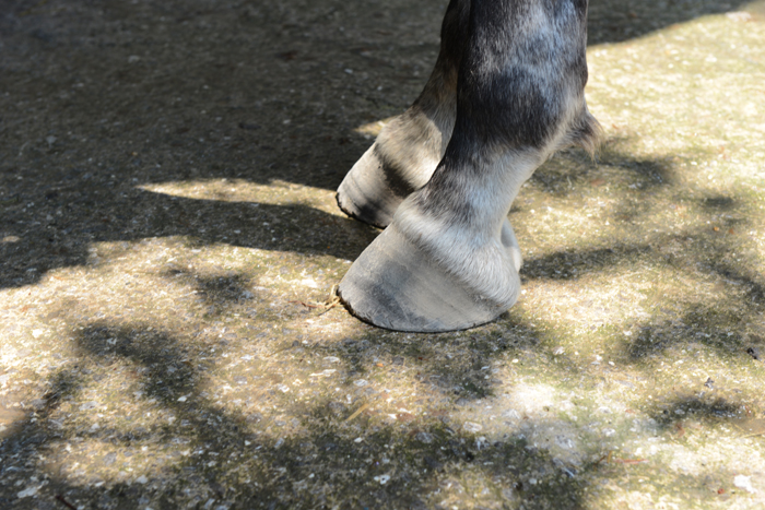 douleur_cheval_2.jpg