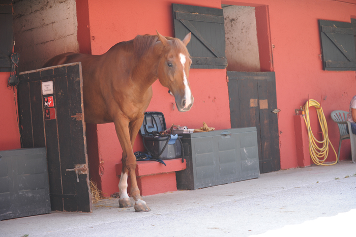 douleur_cheval_3.jpg