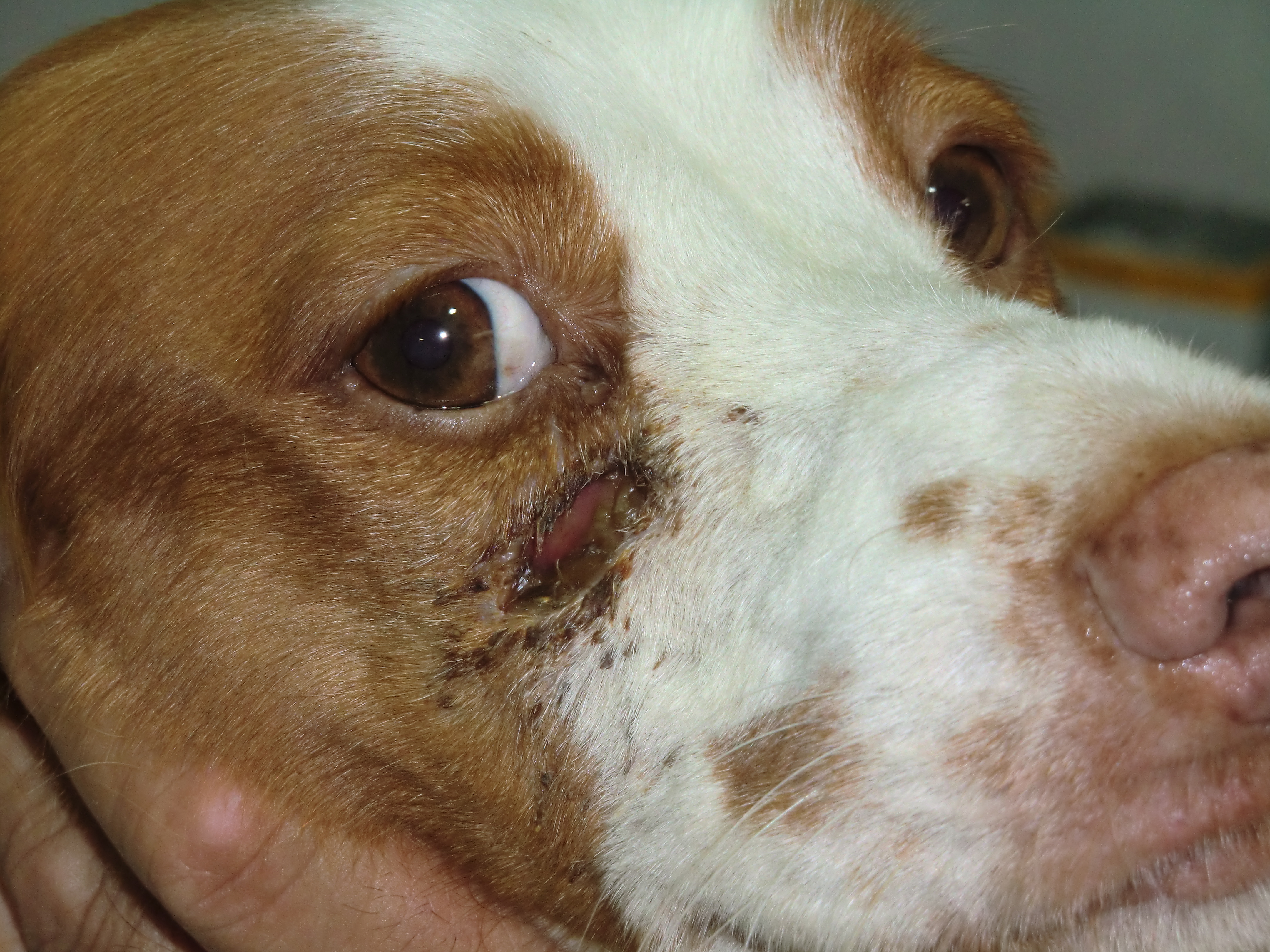 copyrights_Carlos-Vich www.dermovet.com_2.JPG