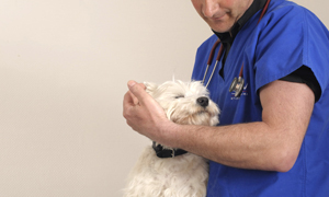 Atopische dermatitis bij de hond, wat is het?