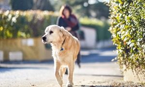 Qu'est-ce que la leishmaniose du chien ?