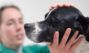 Quelles sont les maladies parasitaires transmises par piqûre de puces, tiques ou autres insectes ?