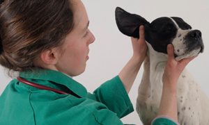 Otite chez le chien : symptômes et soins