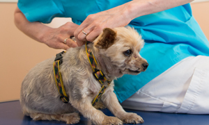 Vaccin chien : contre quelles maladies le protéger ?