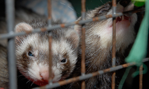 Maladie des glandes surrénales du furet