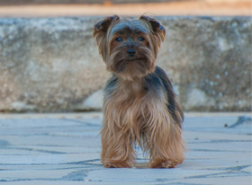 Dog---02-280-x-206-.jpg