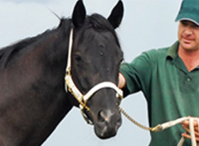 How to estimate the weight of my horse